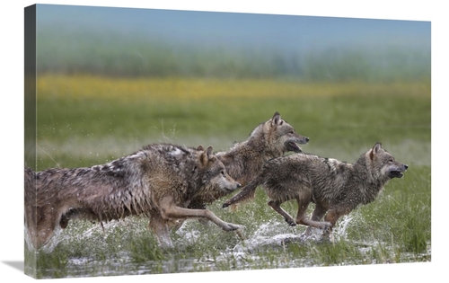 Global Gallery GCS-452266-2030-142 20 x 30 in. Gray Wolf Trio Running 