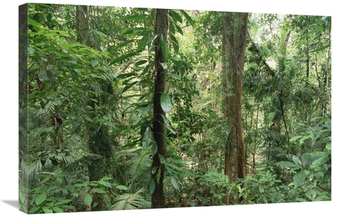 Global Gallery GCS-452830-2030-142 20 x 30 in. Tropical Rainforest Int