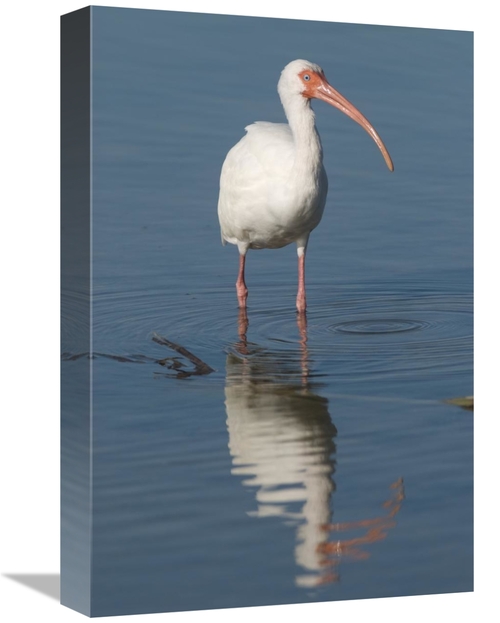 Global Gallery GCS-397289-1218-142 12 x 18 in. White Ibis, Fort My