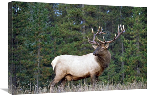 Global Gallery GCS-396159-2030-142 20 x 30 in. Elk or Wapiti Male Port