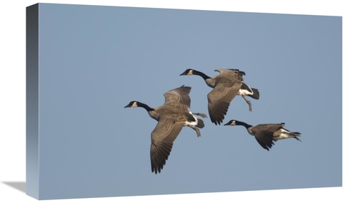 Global Gallery GCS-397378-22-142 22 in. Canada Goose Trio Flying, 