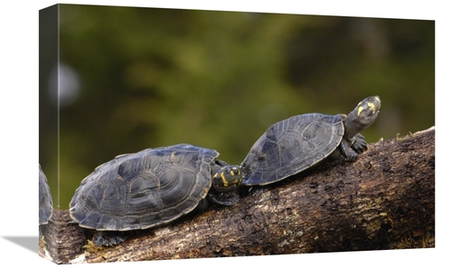 Global Gallery GCS-453107-1218-142 12 x 18 in. Yellow-Spotted Amazon R