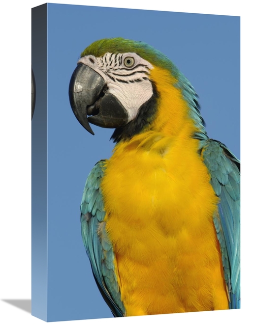 Global Gallery GCS-453228-1218-142 12 x 18 in. Blue & Yellow Macaw Por