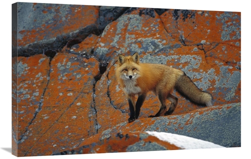 Global Gallery GCS-452500-2436-142 24 x 36 in. Red Fox on Rocks with O