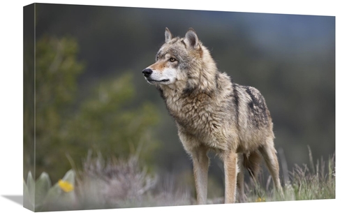 Global Gallery GCS-452264-1624-142 16 x 24 in. Gray Wolf, North Am