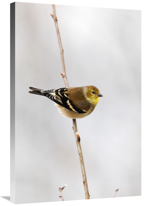 Global Gallery GCS-397594-2436-142 24 x 36 in. American Goldfinch,