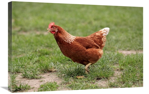 Global Gallery GCS-398188-2030-142 20 x 30 in. Domestic Chicken, F