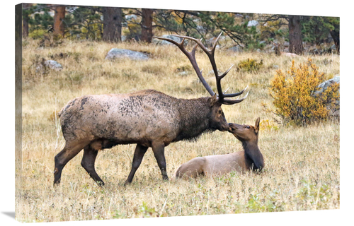 Global Gallery GCS-486450-40-142 40 in. The First Kiss Art Print - Vic