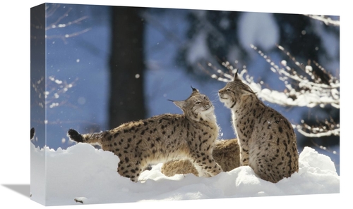 Global Gallery GCS-452438-1218-142 12 x 18 in. Eurasian Lynx Pair,