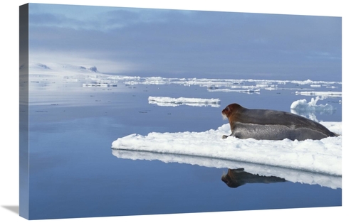 Global Gallery GCS-397840-2030-142 20 x 30 in. Bearded Seal Resting on