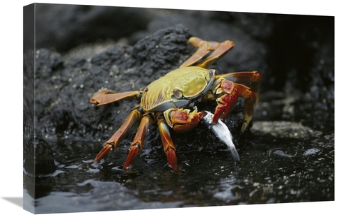 Global Gallery GCS-451752-1624-142 16 x 24 in. Sally Lightfoot Crab Fe