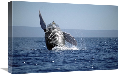 Global Gallery GCS-451026-1624-142 16 x 24 in. Humpback Whale Breachin
