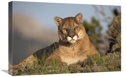 Global Gallery GCS-396078-1624-142 16 x 24 in. Mountain Lion Portrait&