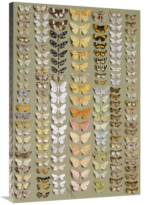 Global Gallery GCS-267203-40-142 40 in. One Hundred & Fifty-Eight Moth