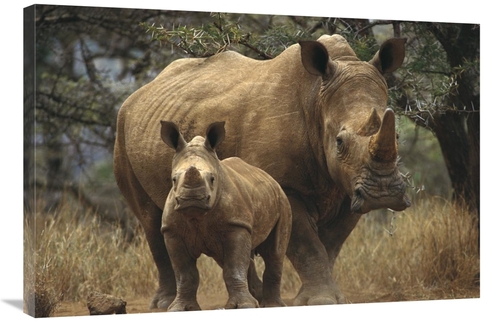 Global Gallery GCS-452979-2436-142 24 x 36 in. White Rhinoceros Mother