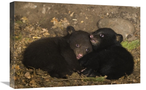 Global Gallery GCS-395885-1624-142 16 x 24 in. Black Bear 7 Week Old C