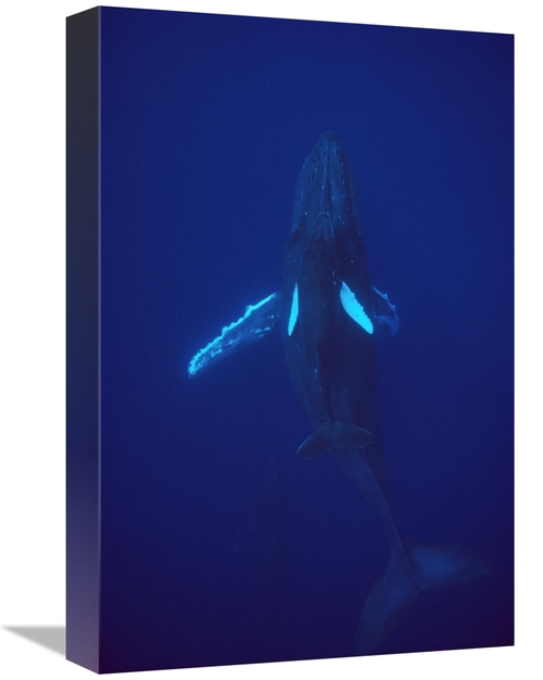 Global Gallery GCS-450581-1218-142 12 x 18 in. Humpback Whale Calf Rid