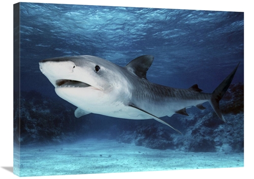Global Gallery GCS-397967-2432-142 24 x 32 in. Tiger Shark, Great 