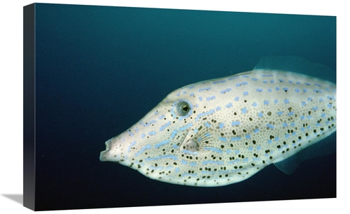 Global Gallery GCS-450781-1624-142 16 x 24 in. Scrawled Filefish Portr