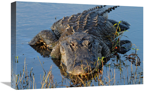 Global Gallery GCS-486399-22-142 22 in. Ready for Action Art Print - V