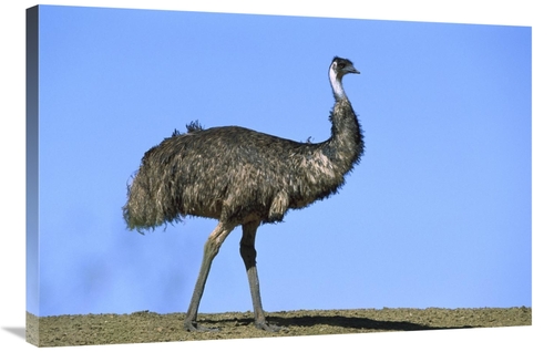 Global Gallery GCS-452567-2436-142 24 x 36 in. Emu Portrait, Sturt
