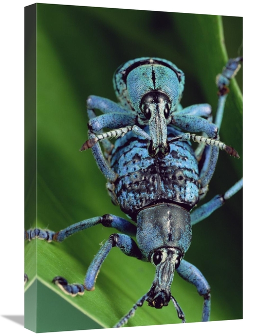 Global Gallery GCS-450957-1624-142 16 x 24 in. True Weevil Couple Mati