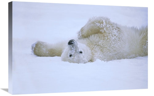 Global Gallery GCS-452509-2030-142 20 x 30 in. Polar Bear Rolling in S