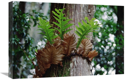 Global Gallery GCS-451014-1624-142 16 x 24 in. Borneo Fern, A Prim