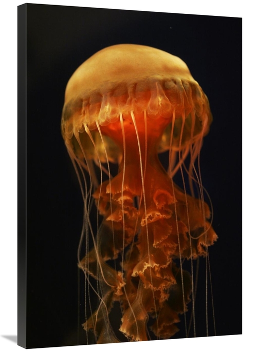 Global Gallery GCS-453574-2436-142 24 x 36 in. Black Sea Nettle Spread
