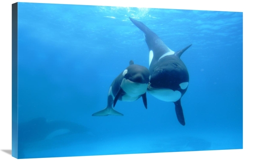 Global Gallery GCS-397715-2436-142 24 x 36 in. Orca Mother & Newborn B