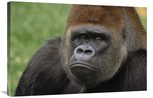 Global Gallery GCS-452765-2436-142 24 x 36 in. Western Lowland Gorilla