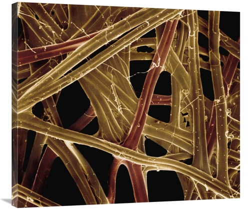 Global Gallery GCS-397624-36-142 36 in. Spanish Moon Moth Graellsia Is