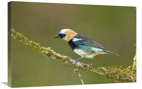 Global Gallery GCS-397281-2030-142 20 x 30 in. Golden-Hooded Tanager&#