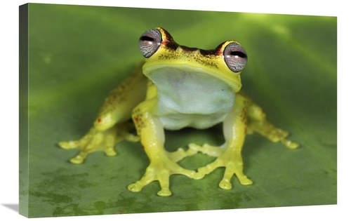 Global Gallery GCS-397636-2030-142 20 x 30 in. Treefrog At Night, 