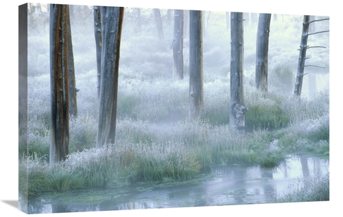 Global Gallery GCS-396310-2030-142 20 x 30 in. Frosty Morning, Yel