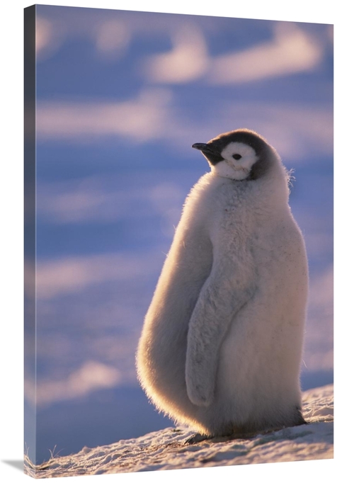 Global Gallery GCS-451127-2436-142 24 x 36 in. Emperor Penguin Chick&#