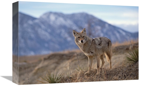 Global Gallery GCS-452297-1218-142 12 x 18 in. Coyote on Ridge Line&#4