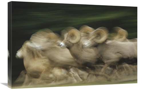 Global Gallery GCS-396664-2030-142 20 x 30 in. Bighorn Sheep Herd Runn
