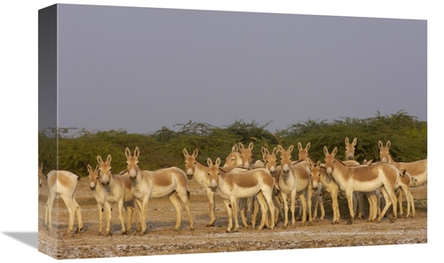 Global Gallery GCS-453062-1218-142 12 x 18 in. Indian Wild Ass Herd in