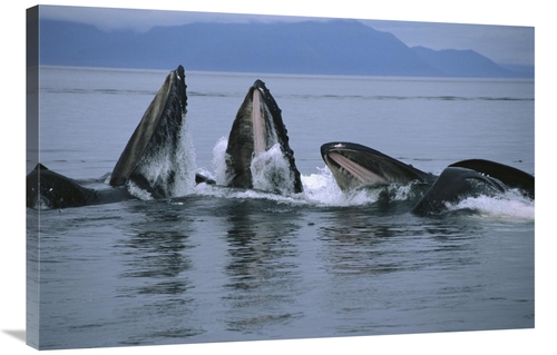 Global Gallery GCS-450808-2436-142 24 x 36 in. Humpback Whale Pod Gulp