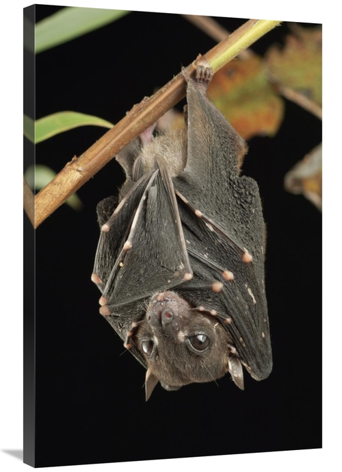 Global Gallery GCS-397577-2436-142 24 x 36 in. Spotted-Winged Fruit Ba