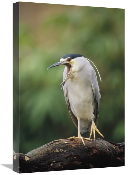 Global Gallery GCS-452408-1624-142 16 x 24 in. Black-Crowned Night Her