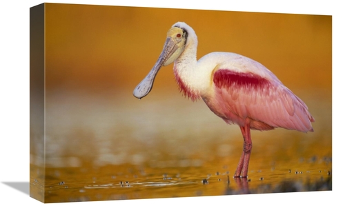 Global Gallery GCS-397103-1218-142 12 x 18 in. Roseate Spoonbill Adult