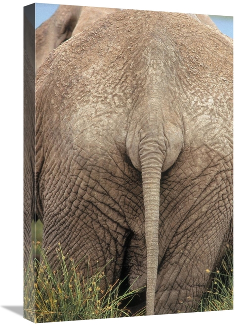 Global Gallery GCS-395981-1624-142 16 x 24 in. African Elephant Butt&#