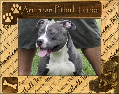 Giftworks Plus DBA0008 American Pitbull Terrier- Alder Wood Frame- 4 x
