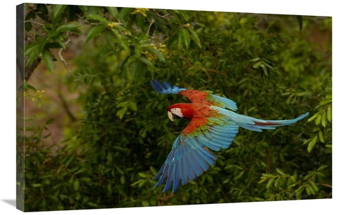 Global Gallery GCS-453224-2436-142 24 x 36 in. Red & Green Macaw Flyin