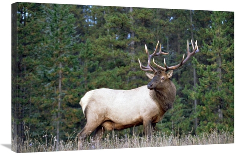 Global Gallery GCS-396159-2436-142 24 x 36 in. Elk or Wapiti Male Port