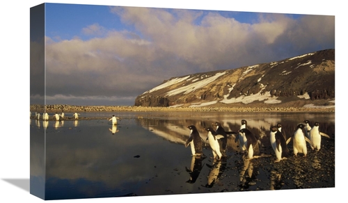 Global Gallery GCS-451258-1218-142 12 x 18 in. Adelie Penguin Group Co