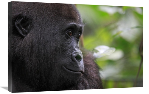 Global Gallery GCS-398073-2030-142 20 x 30 in. Orphan Gorilla, Gab