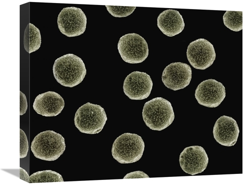 Global Gallery GCS-397616-1620-142 16 x 20 in. Pollen Grains of A Pell